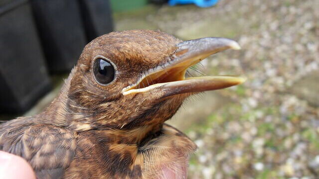 Brick James Tweets... to help bird in distress